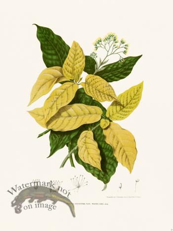 Horticulture of Java 20